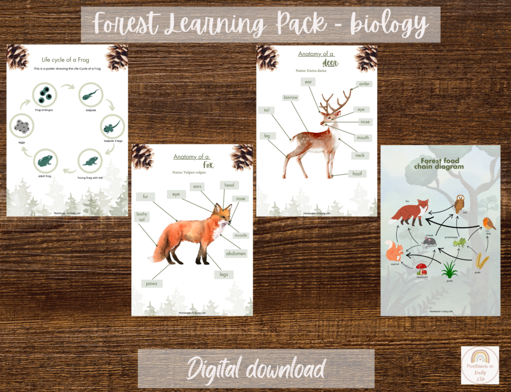 Forest Learning Display Forest Early Learning Pack + FREE Forest Coloring Book – Montessori in ...