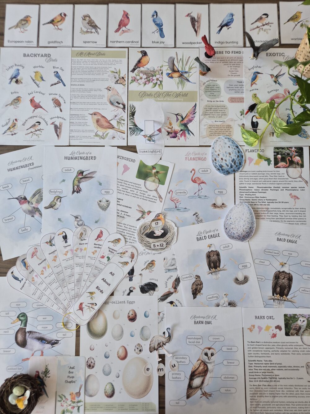 Birds of the World Unit Study: Montessori Inspired Activities (Ages 6-9 ...