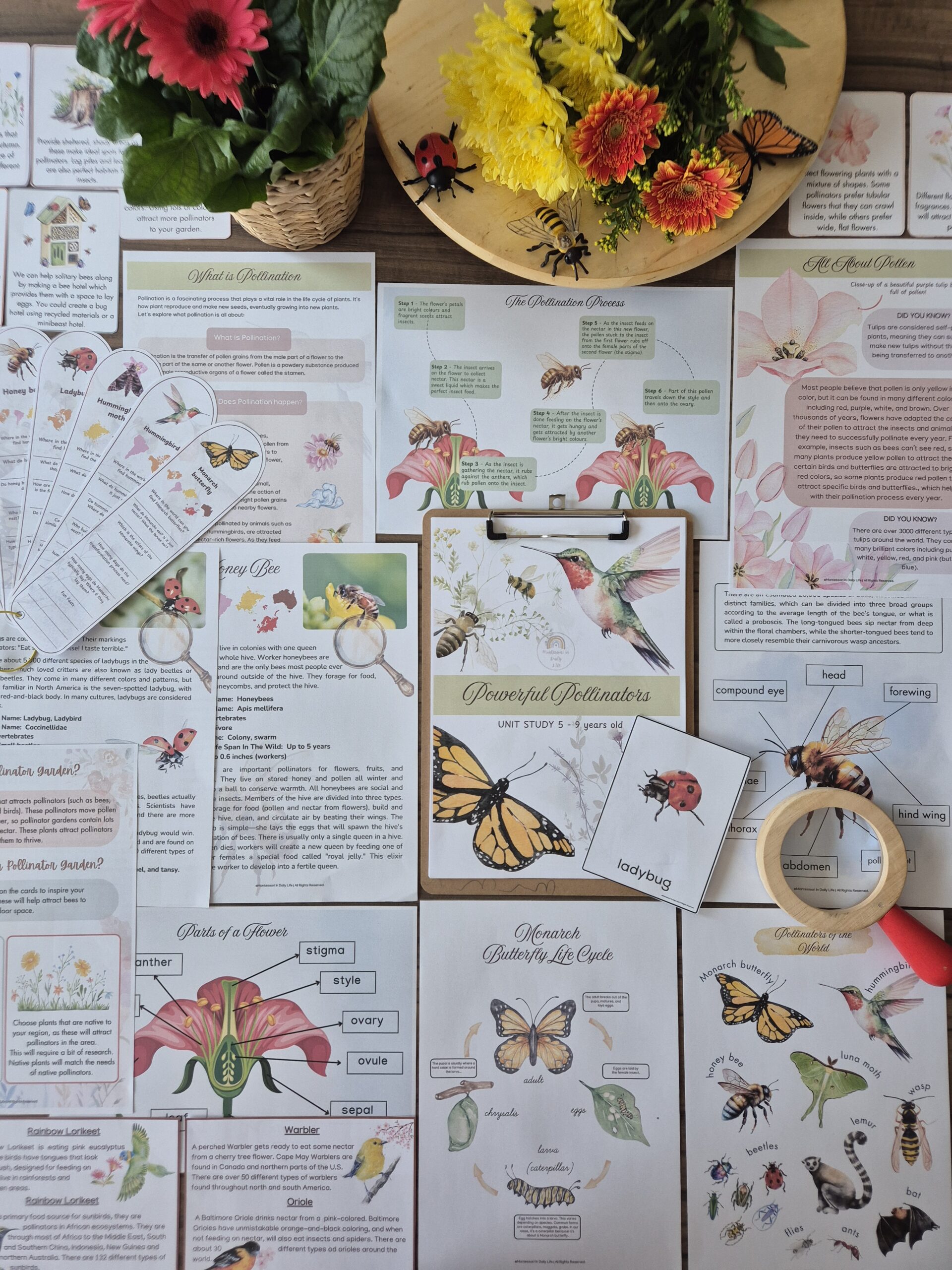 Powerful Pollinators Unit Study 3 - 9 years old - Image 5
