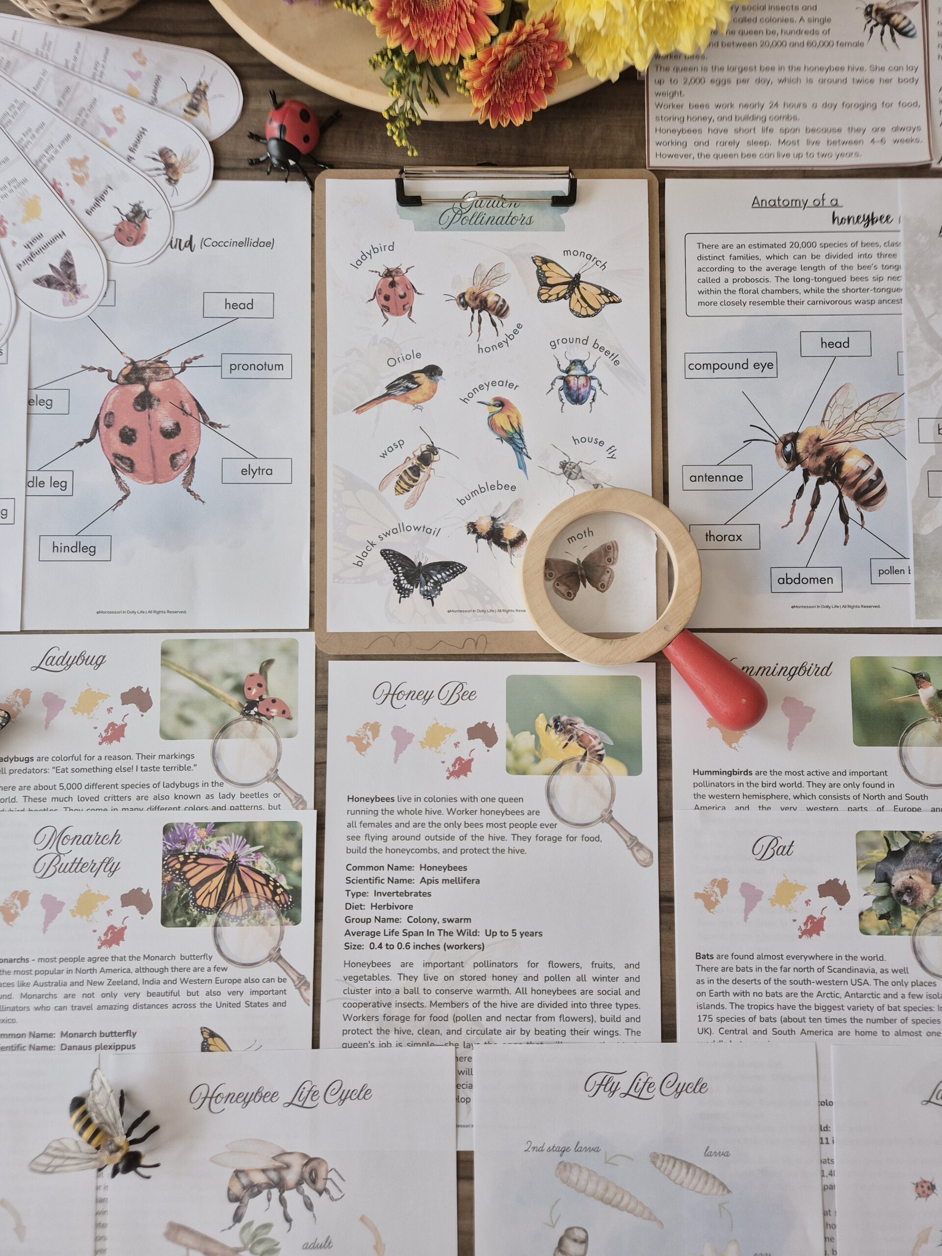 Powerful Pollinators Unit Study 3 - 9 years old - Image 9