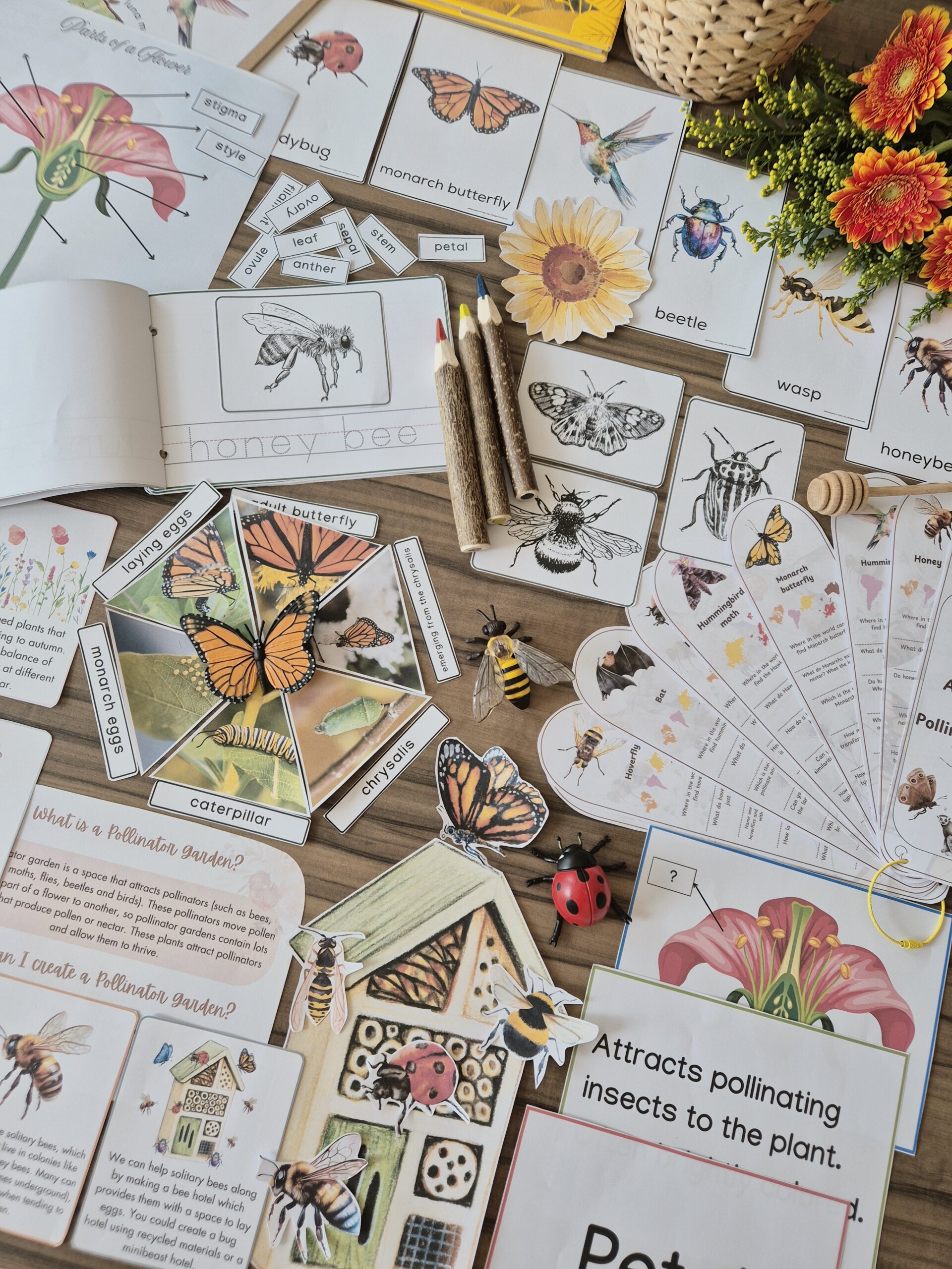 Powerful Pollinators Unit Study 3 - 9 years old - Image 11