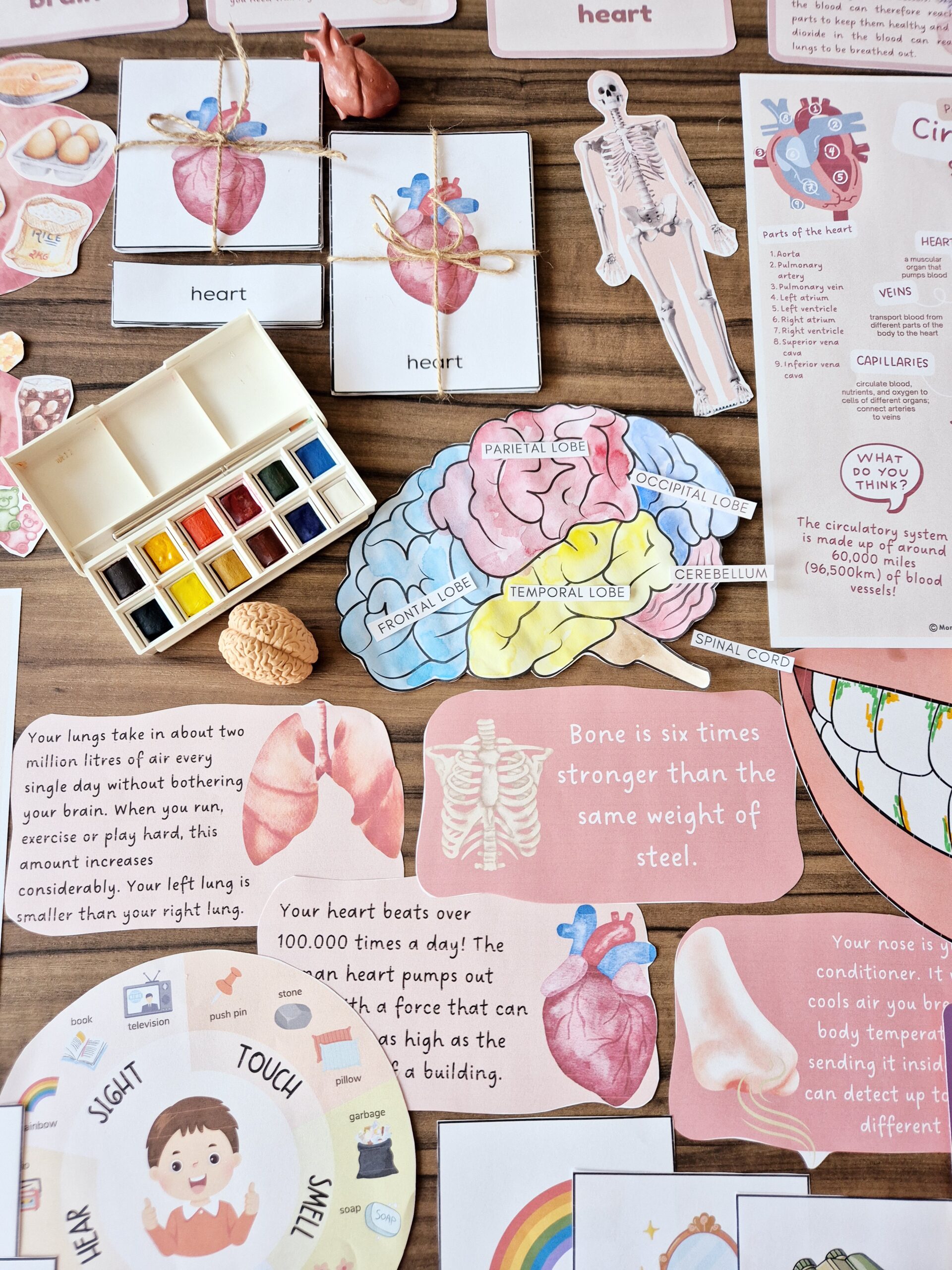 The Signature Collection Curriculum Bundle - Image 10